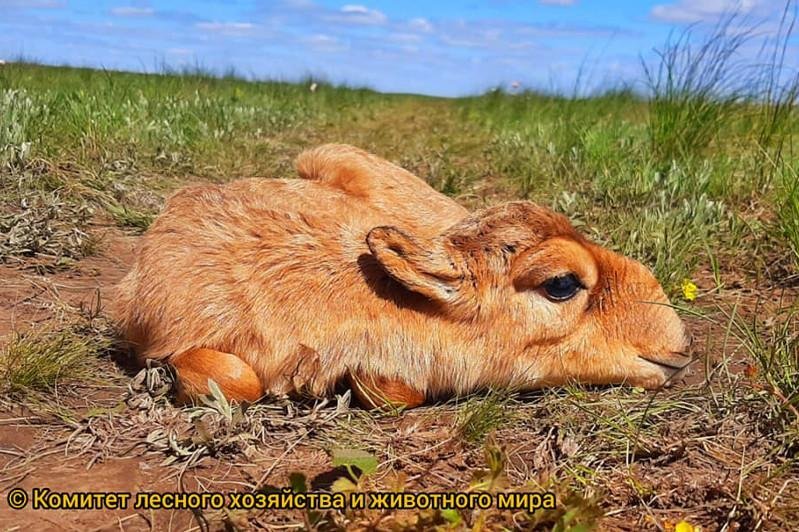 Қазақ даласында киіктер төлдей бастады