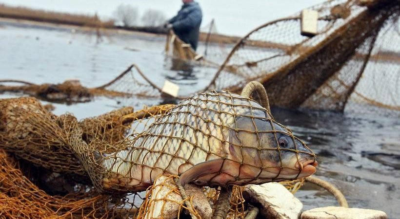 Заңсыз балық аулаған  азамат ұсталды