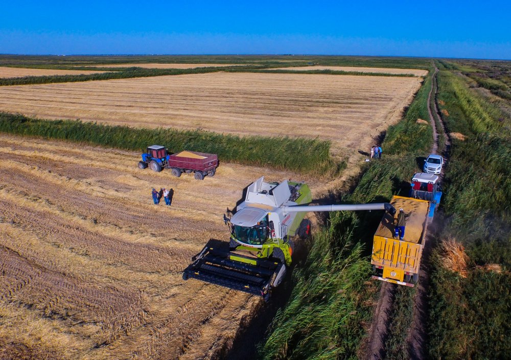 Қызылордада күріш өнімділігі бойынша жаңа рекорд орнады